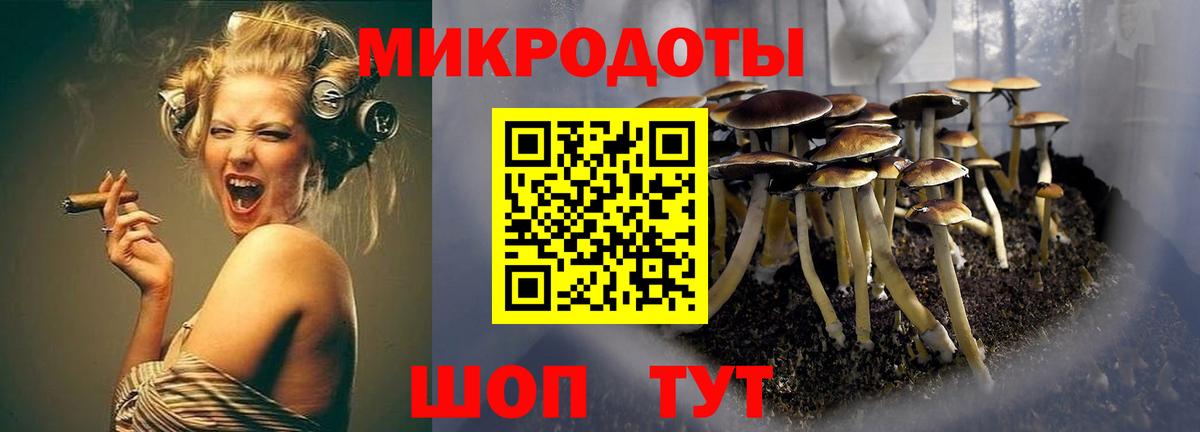 Галлюциногенные грибы Psilocybine cubensis Пушкино